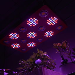 深圳专业LED产品摄影 植物灯与婚纱摄影的艺术融合